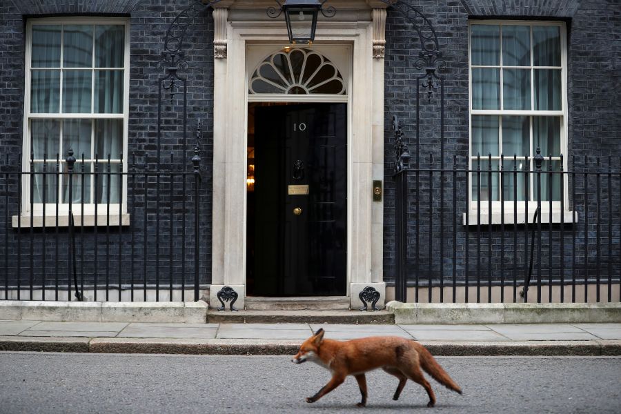 A fox walks past 10 Downing Street in London