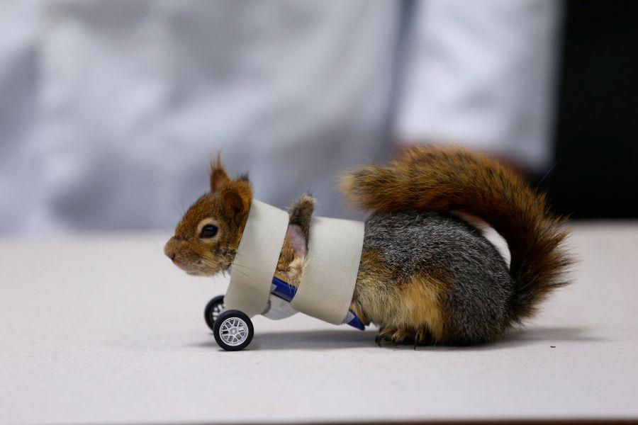 A squirrel sits on the floor after its limb amputation surgery at Aydin University in Istanbul