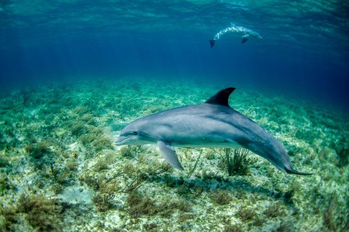 golfinhos mar oceano